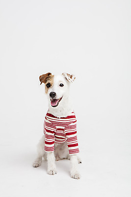 포토 JPG 스튜디오촬영 동물 한마리 옷 반려견 실내 사람없음 앞모습 반려동물 귀여움 개 강아지 흰배경 강아지옷 반려 파슨러셀테리어 국내포토 1 뷰포인트 백그라운드 컨셉 포유류 내부 흰색 테리어 애견용품 파일형식