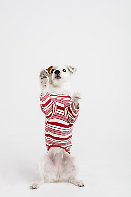 포토 JPG 스튜디오촬영 동물 한마리 반려견 실내 사람없음 앞모습 반려동물 귀여움 개 강아지 흰배경 반려 파슨러셀테리어 국내포토 1 뷰포인트 백그라운드 컨셉 포유류 내부 흰색 테리어 파일형식