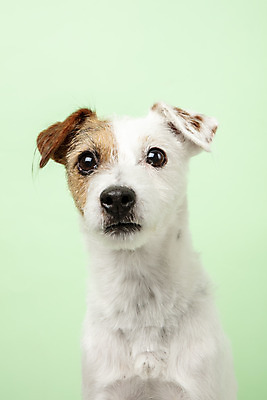 포토 JPG 스튜디오촬영 동물 한마리 반려견 실내 근접촬영 사람없음 앞모습 반려동물 귀여움 개 강아지 반려 초록배경 파슨러셀테리어 국내포토 1 뷰포인트 백그라운드 컨셉 포유류 내부 초록색 테리어 파일형식