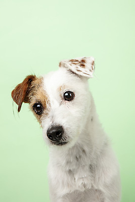 포토 JPG 스튜디오촬영 동물 한마리 반려견 실내 근접촬영 사람없음 앞모습 반려동물 귀여움 개 강아지 반려 초록배경 파슨러셀테리어 국내포토 1 뷰포인트 백그라운드 컨셉 포유류 내부 초록색 테리어 파일형식