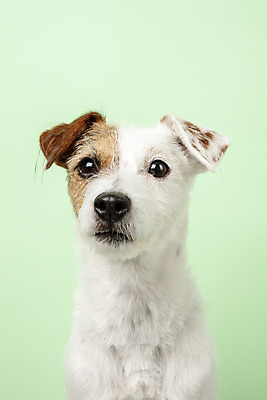 포토 JPG 스튜디오촬영 동물 한마리 반려견 실내 근접촬영 사람없음 앞모습 반려동물 귀여움 개 강아지 반려 초록배경 파슨러셀테리어 국내포토 1 뷰포인트 백그라운드 컨셉 포유류 내부 초록색 테리어 파일형식