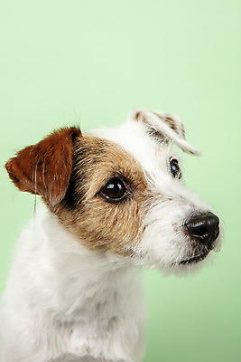 포토 JPG 스튜디오촬영 동물 한마리 반려견 실내 근접촬영 사람없음 앞모습 반려동물 귀여움 개 강아지 반려 초록배경 파슨러셀테리어 국내포토 1 뷰포인트 백그라운드 컨셉 포유류 내부 초록색 테리어 파일형식