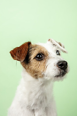포토 JPG 스튜디오촬영 동물 한마리 반려견 실내 근접촬영 사람없음 앞모습 반려동물 귀여움 개 강아지 반려 초록배경 파슨러셀테리어 국내포토 1 뷰포인트 백그라운드 컨셉 포유류 내부 초록색 테리어 파일형식