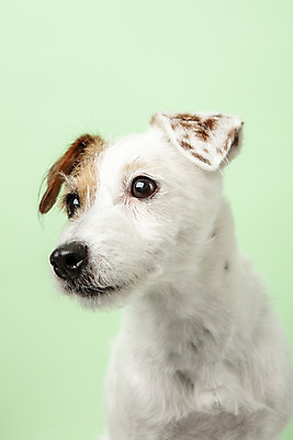 포토 JPG 스튜디오촬영 동물 한마리 반려견 실내 근접촬영 사람없음 옆모습 반려동물 귀여움 개 강아지 반려 초록배경 파슨러셀테리어 국내포토 1 뷰포인트 백그라운드 컨셉 포유류 내부 초록색 테리어 파일형식