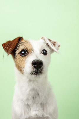 포토 JPG 스튜디오촬영 동물 한마리 반려견 실내 근접촬영 사람없음 앞모습 반려동물 귀여움 개 강아지 반려 초록배경 파슨러셀테리어 국내포토 1 뷰포인트 백그라운드 컨셉 포유류 내부 초록색 테리어 파일형식