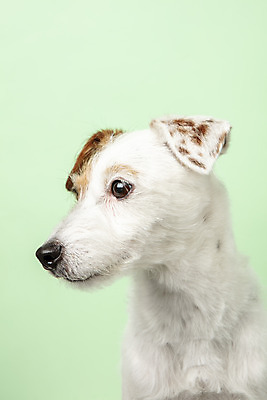 포토 JPG 스튜디오촬영 동물 한마리 반려견 실내 근접촬영 사람없음 옆모습 반려동물 귀여움 개 강아지 반려 초록배경 파슨러셀테리어 국내포토 1 뷰포인트 백그라운드 컨셉 포유류 내부 초록색 테리어 파일형식