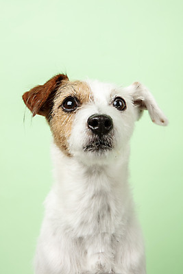포토 JPG 스튜디오촬영 동물 한마리 반려견 실내 근접촬영 사람없음 앞모습 반려동물 귀여움 개 강아지 반려 초록배경 파슨러셀테리어 국내포토 1 뷰포인트 백그라운드 컨셉 포유류 내부 초록색 테리어 파일형식