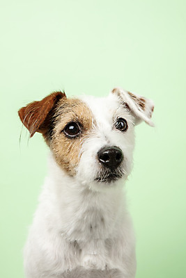 포토 JPG 스튜디오촬영 동물 한마리 반려견 실내 근접촬영 사람없음 앞모습 반려동물 귀여움 개 강아지 반려 초록배경 파슨러셀테리어 국내포토 1 뷰포인트 백그라운드 컨셉 포유류 내부 초록색 테리어 파일형식