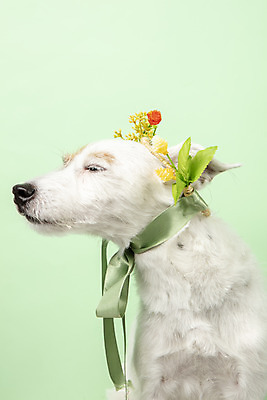 포토 JPG 스튜디오촬영 동물 한마리 꽃 리본 반려견 실내 근접촬영 사람없음 옆모습 반려동물 귀여움 화관 개 강아지 반려 초록배경 파슨러셀테리어 국내포토 식물 1 뷰포인트 백그라운드 컨셉 포유류 내부 초록색 테리어 파일형식