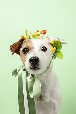 포토 JPG 스튜디오촬영 동물 한마리 꽃 리본 반려견 실내 근접촬영 사람없음 앞모습 반려동물 귀여움 화관 개 강아지 반려 초록배경 파슨러셀테리어 국내포토 식물 1 뷰포인트 백그라운드 컨셉 포유류 내부 초록색 테리어 파일형식