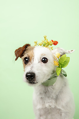 포토 JPG 스튜디오촬영 동물 한마리 꽃 리본 반려견 실내 근접촬영 사람없음 앞모습 반려동물 귀여움 화관 개 강아지 반려 초록배경 파슨러셀테리어 국내포토 식물 1 뷰포인트 백그라운드 컨셉 포유류 내부 초록색 테리어 파일형식