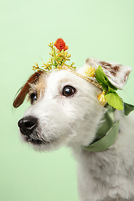 포토 JPG 스튜디오촬영 동물 한마리 꽃 리본 반려견 실내 근접촬영 사람없음 옆모습 반려동물 귀여움 화관 개 강아지 반려 초록배경 파슨러셀테리어 국내포토 식물 1 뷰포인트 백그라운드 컨셉 포유류 내부 초록색 테리어 파일형식