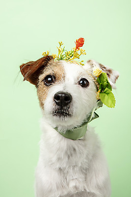 포토 JPG 스튜디오촬영 동물 한마리 꽃 리본 반려견 실내 근접촬영 사람없음 앞모습 반려동물 귀여움 화관 개 강아지 반려 초록배경 파슨러셀테리어 국내포토 식물 1 뷰포인트 백그라운드 컨셉 포유류 내부 초록색 테리어 파일형식