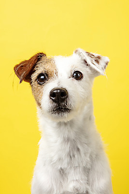 포토 JPG 스튜디오촬영 동물 한마리 반려견 실내 근접촬영 사람없음 앞모습 반려동물 귀여움 개 강아지 노란배경 반려 파슨러셀테리어 국내포토 1 뷰포인트 백그라운드 컨셉 포유류 내부 노란색 테리어 파일형식