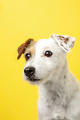 포토 JPG 스튜디오촬영 동물 한마리 반려견 실내 근접촬영 사람없음 옆모습 반려동물 귀여움 개 강아지 노란배경 반려 파슨러셀테리어 국내포토 1 뷰포인트 백그라운드 컨셉 포유류 내부 노란색 테리어 파일형식