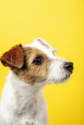 포토 JPG 스튜디오촬영 동물 한마리 반려견 실내 근접촬영 사람없음 옆모습 반려동물 귀여움 개 강아지 노란배경 반려 파슨러셀테리어 국내포토 1 뷰포인트 백그라운드 컨셉 포유류 내부 노란색 테리어 파일형식