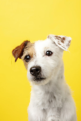 포토 JPG 스튜디오촬영 동물 한마리 반려견 실내 근접촬영 사람없음 앞모습 반려동물 귀여움 개 강아지 노란배경 반려 파슨러셀테리어 국내포토 1 뷰포인트 백그라운드 컨셉 포유류 내부 노란색 테리어 파일형식