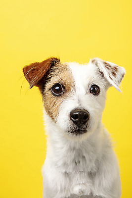 포토 JPG 스튜디오촬영 동물 한마리 반려견 실내 근접촬영 사람없음 앞모습 반려동물 귀여움 개 강아지 노란배경 반려 파슨러셀테리어 국내포토 1 뷰포인트 백그라운드 컨셉 포유류 내부 노란색 테리어 파일형식