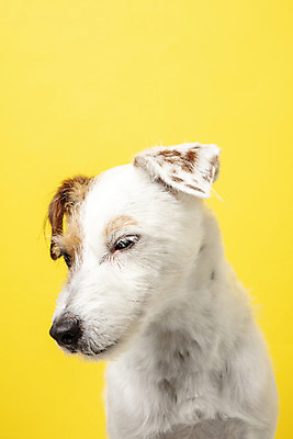 포토 JPG 스튜디오촬영 동물 한마리 반려견 실내 근접촬영 사람없음 앞모습 반려동물 귀여움 개 강아지 노란배경 반려 파슨러셀테리어 국내포토 1 뷰포인트 백그라운드 컨셉 포유류 내부 노란색 테리어 파일형식