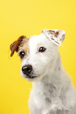 포토 JPG 스튜디오촬영 동물 한마리 반려견 실내 근접촬영 사람없음 앞모습 반려동물 귀여움 개 강아지 노란배경 반려 파슨러셀테리어 국내포토 1 뷰포인트 백그라운드 컨셉 포유류 내부 노란색 테리어 파일형식