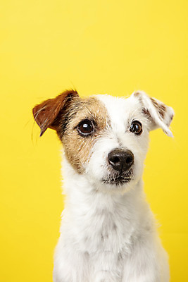 포토 JPG 스튜디오촬영 동물 한마리 반려견 실내 근접촬영 사람없음 앞모습 반려동물 귀여움 개 강아지 노란배경 반려 파슨러셀테리어 국내포토 1 뷰포인트 백그라운드 컨셉 포유류 내부 노란색 테리어 파일형식
