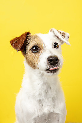 포토 JPG 스튜디오촬영 동물 한마리 반려견 실내 근접촬영 사람없음 앞모습 반려동물 귀여움 개 강아지 노란배경 반려 파슨러셀테리어 국내포토 1 뷰포인트 백그라운드 컨셉 포유류 내부 노란색 테리어 파일형식