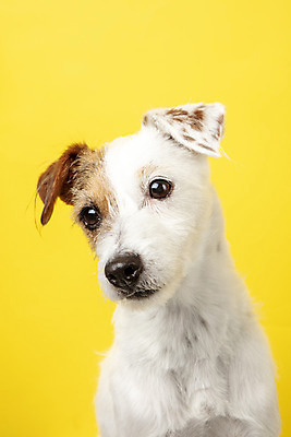포토 JPG 스튜디오촬영 동물 한마리 반려견 실내 근접촬영 사람없음 앞모습 반려동물 귀여움 개 강아지 노란배경 반려 파슨러셀테리어 국내포토 1 뷰포인트 백그라운드 컨셉 포유류 내부 노란색 테리어 파일형식