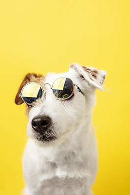 포토 JPG 스튜디오촬영 동물 한마리 반려견 실내 근접촬영 사람없음 앞모습 반려동물 선글라스 귀여움 개 강아지 오브젝트 노란배경 반려 파슨러셀테리어 국내포토 1 안경 뷰포인트 백그라운드 컨셉 포유류 내부 노란색 테리어 파일형식
