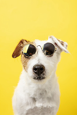 포토 JPG 스튜디오촬영 동물 한마리 반려견 실내 근접촬영 사람없음 앞모습 반려동물 선글라스 귀여움 개 강아지 오브젝트 노란배경 반려 파슨러셀테리어 국내포토 1 안경 뷰포인트 백그라운드 컨셉 포유류 내부 노란색 테리어 파일형식