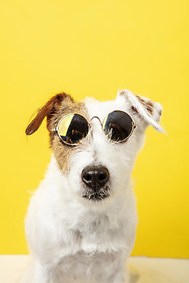 포토 JPG 스튜디오촬영 동물 한마리 반려견 실내 근접촬영 사람없음 앞모습 반려동물 선글라스 귀여움 개 강아지 오브젝트 노란배경 반려 파슨러셀테리어 국내포토 1 안경 뷰포인트 백그라운드 컨셉 포유류 내부 노란색 테리어 파일형식