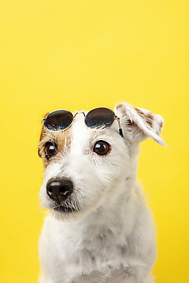 포토 JPG 스튜디오촬영 동물 한마리 반려견 실내 근접촬영 사람없음 앞모습 반려동물 선글라스 귀여움 개 강아지 오브젝트 노란배경 반려 파슨러셀테리어 국내포토 1 안경 뷰포인트 백그라운드 컨셉 포유류 내부 노란색 테리어 파일형식