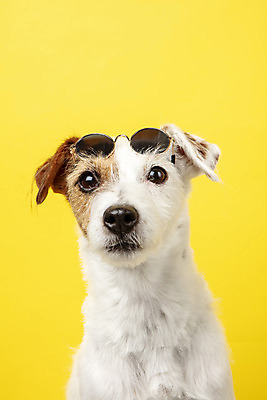포토 JPG 스튜디오촬영 동물 한마리 반려견 실내 근접촬영 사람없음 앞모습 반려동물 선글라스 귀여움 개 강아지 오브젝트 노란배경 반려 파슨러셀테리어 국내포토 1 안경 뷰포인트 백그라운드 컨셉 포유류 내부 노란색 테리어 파일형식