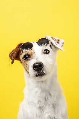 포토 JPG 스튜디오촬영 동물 한마리 반려견 실내 근접촬영 사람없음 앞모습 반려동물 선글라스 귀여움 개 강아지 오브젝트 노란배경 반려 파슨러셀테리어 국내포토 1 안경 뷰포인트 백그라운드 컨셉 포유류 내부 노란색 테리어 파일형식