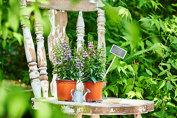 포토 JPG 주간 식물 화분 화초 의자 자연 취미 사람없음 야외 아웃포커스 초록색 정원 물뿌리개 원예 홈가드닝 안젤로니아 반려식물 국내포토 자연요소 컬러 가구 촬영기법 생태계 파일형식