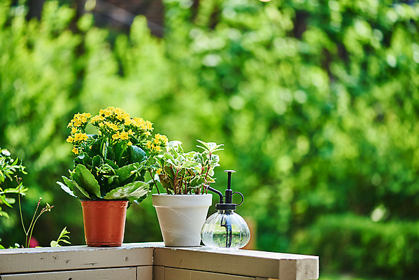 포토 JPG 주간 식물 화분 화초 자연 취미 사람없음 야외 아웃포커스 초록색 정원 물뿌리개 원예 카랑코에 홈가드닝 무늬산호수 반려식물 국내포토 자연요소 컬러 촬영기법 생태계 파일형식