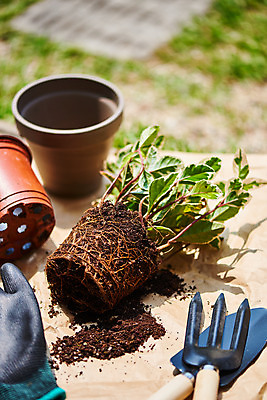 포토 JPG 주간 식물 화분 화초 장갑 자연 근접촬영 취미 사람없음 야외 정원 흙 모종삽 원예 분갈이 홈가드닝 무늬산호수 반려식물 국내포토 자연요소 잡화 뷰포인트 삽 생태계 파일형식