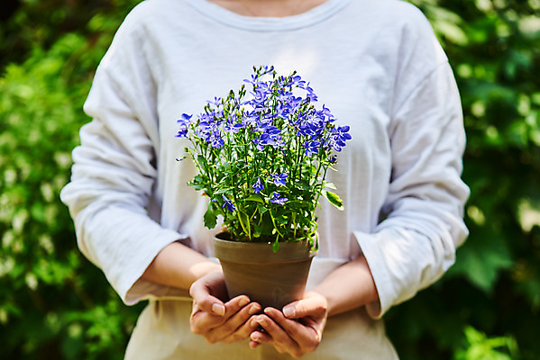 포토 JPG 주간 식물 여자 화분 화초 자연 한명 들기 상반신 20대 성인 취미 야외 앞모습 초록색 정원 앞치마 한국인 원예 로벨리아 홈가드닝 반려식물 국내포토 자연요소 1 뷰포인트 컬러 모션 사람 동양인 청년 생태계 파일형식