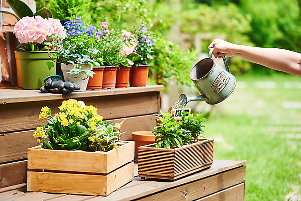 포토 JPG 주간 식물 손 여자 화분 화초 자연 한명 20대 성인 취미 야외 신체부위 초록색 정원 물뿌리개 한국인 원예 수국 아이비 로벨리아 초코민트 카랑코에 홈가드닝 스피아민트 안젤로니아 반려식물 국내포토 자연요소 1 꽃 컬러 사람 동양인 청년 민트 허브 생태계 파일형식