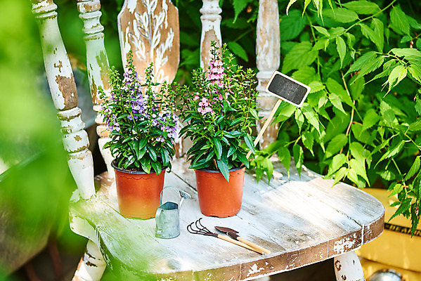 포토 JPG 주간 식물 화분 화초 의자 자연 취미 사람없음 야외 아웃포커스 초록색 정원 미니어처 물뿌리개 모종삽 원예 홈가드닝 안젤로니아 반려식물 국내포토 자연요소 컬러 가구 촬영기법 모형 삽 생태계 파일형식