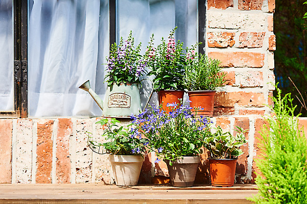 포토 JPG 주간 식물 화분 화초 자연 취미 사람없음 야외 정원 물뿌리개 원예 아이비 로즈메리 로벨리아 홈가드닝 무늬산호수 안젤로니아 반려식물 국내포토 자연요소 허브 생태계 파일형식