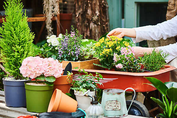 포토 JPG 주간 식물 손 여자 화분 화초 자연 한명 20대 성인 취미 야외 신체부위 초록색 정원 한국인 원예 수국 아이비 로즈메리 베고니아 율마 카랑코에 홈가드닝 무늬산호수 안젤로니아 반려식물 국내포토 자연요소 1 꽃 컬러 사람 동양인 청년 허브 생태계 파일형식
