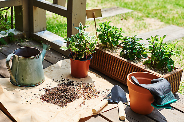 포토 JPG 주간 식물 화분 화초 장갑 자연 취미 사람없음 야외 정원 물뿌리개 모종삽 원예 분갈이 초코민트 홈가드닝 스피아민트 무늬산호수 반려식물 국내포토 자연요소 잡화 삽 민트 허브 생태계 파일형식