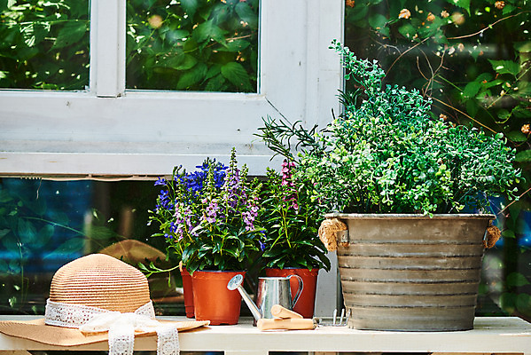 포토 JPG 주간 식물 모자 화분 화초 자연 취미 사람없음 야외 초록색 정원 미니어처 물뿌리개 원예 로벨리아 홈가드닝 안젤로니아 반려식물 국내포토 자연요소 잡화 컬러 모형 생태계 파일형식