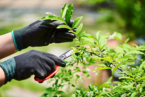 포토 JPG 주간 식물 손 여자 화초 40대 중년 장갑 자연 가위 한명 취미 야외 아웃포커스 신체부위 초록색 정원 한국인 원예 홈가드닝 반려식물 국내포토 자연요소 1 잡화 컬러 문구용품 촬영기법 사람 동양인 성인 생태계 파일형식