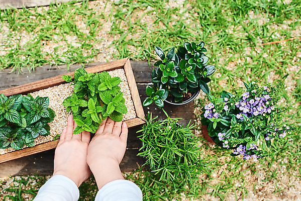 포토 JPG 주간 식물 손 여자 화분 화초 자연 한명 20대 성인 취미 야외 신체부위 초록색 정원 한국인 원예 로즈메리 로벨리아 분갈이 홈가드닝 레마탄 스피아민트 반려식물 국내포토 자연요소 1 컬러 사람 동양인 청년 민트 허브 생태계 파일형식 공기정화식물