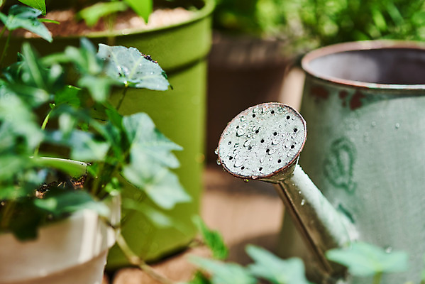 포토 JPG 주간 식물 화분 화초 자연 근접촬영 취미 사람없음 야외 초록색 정원 물뿌리개 원예 아이비 홈가드닝 반려식물 국내포토 자연요소 뷰포인트 컬러 생태계 파일형식