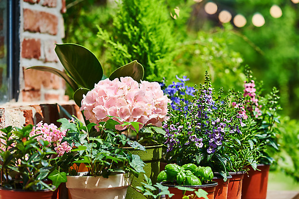 포토 JPG 주간 식물 화분 화초 자연 취미 사람없음 야외 초록색 정원 원예 수국 아이비 바질 로벨리아 홈가드닝 안젤로니아 반려식물 국내포토 자연요소 꽃 컬러 생태계 파일형식