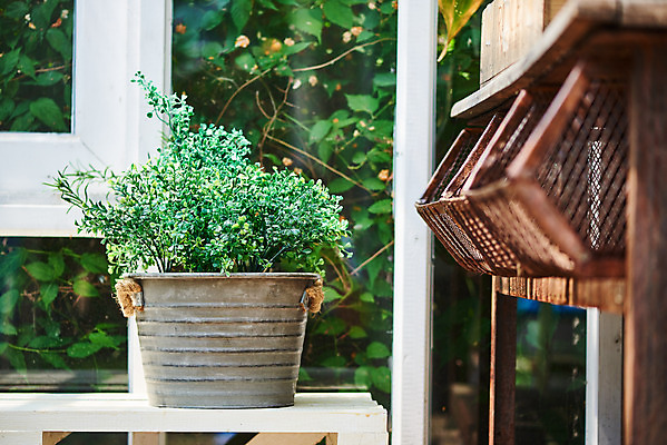포토 JPG 주간 식물 화초 자연 취미 사람없음 야외 초록색 정원 원예 홈가드닝 반려식물 국내포토 자연요소 컬러 생태계 파일형식