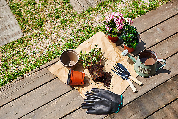 포토 JPG 주간 식물 화분 화초 장갑 자연 취미 사람없음 야외 정원 물뿌리개 모종삽 원예 분갈이 홈가드닝 레마탄 무늬산호수 반려식물 국내포토 자연요소 잡화 삽 생태계 파일형식 공기정화식물