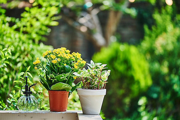 포토 JPG 주간 식물 화분 화초 자연 취미 사람없음 야외 아웃포커스 초록색 정원 물뿌리개 원예 카랑코에 홈가드닝 무늬산호수 반려식물 국내포토 자연요소 컬러 촬영기법 생태계 파일형식